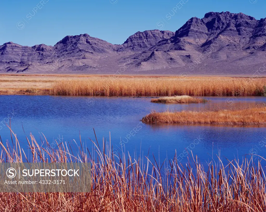 Fish Springs Range rising above wetlands of Avocet Pool, Fish Springs National Wildlife Refuge, Utah.