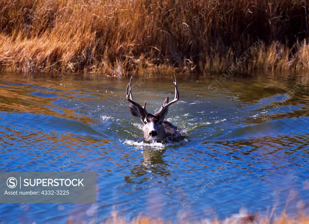 Mule Deer, Odocoileus hemionus, buck swimming, Fish Springs National Wildlife Refuge, Utah.