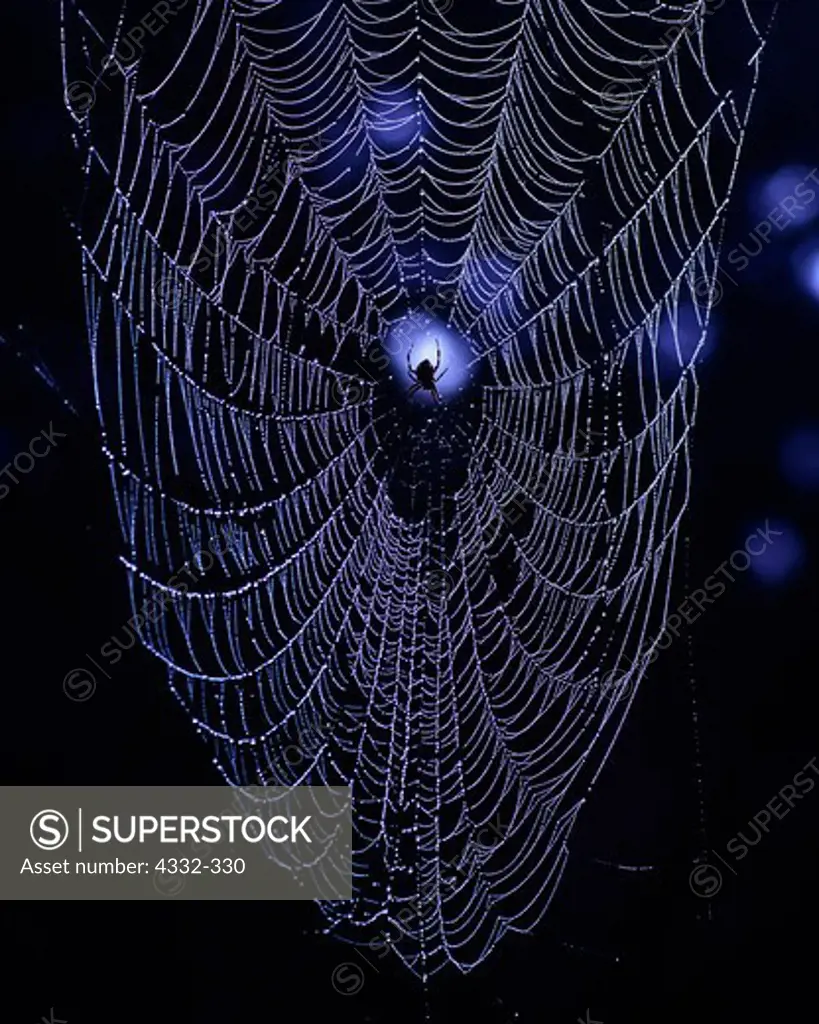 Spider Web Heavy with Dew