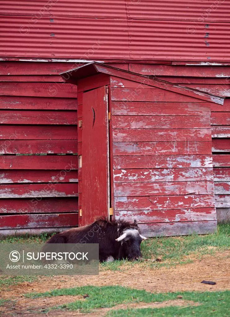 USA, Alaska, Palmer, Young Musk Ox sleeping near outhouse at Musk Ox Farm