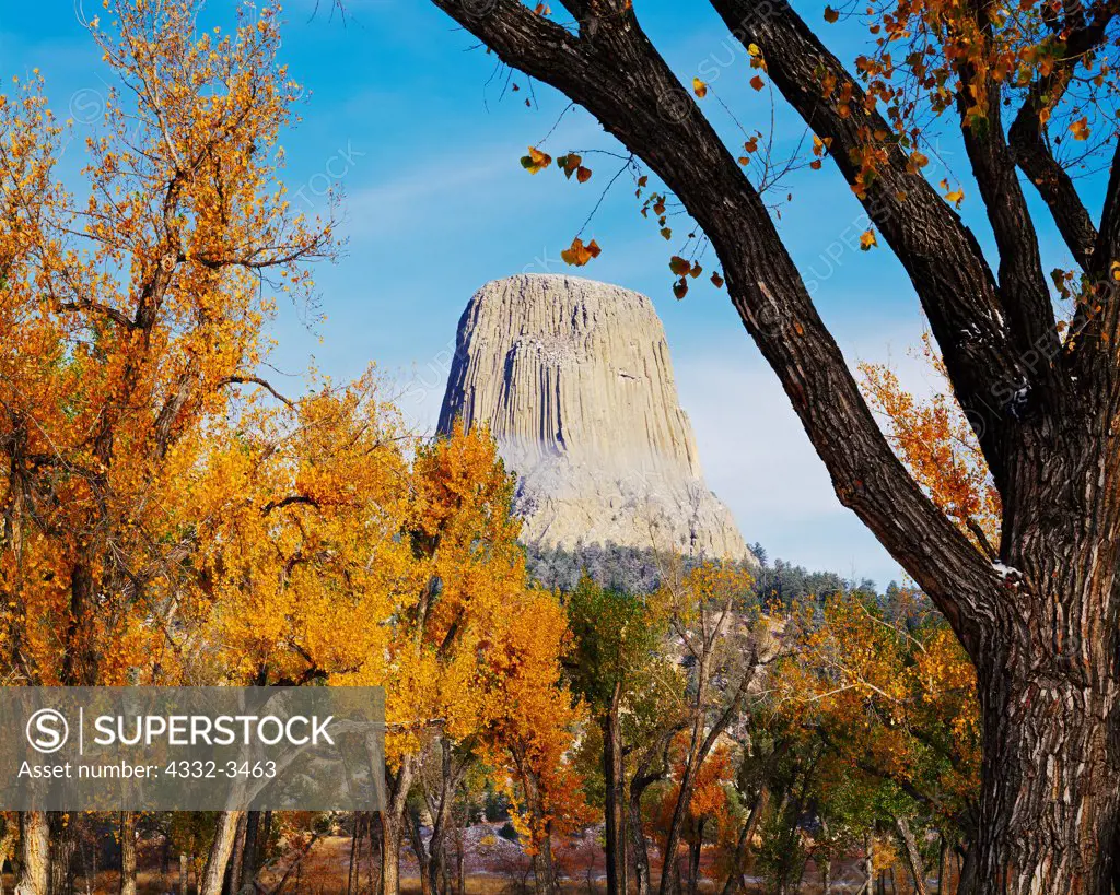 USA, Wyoming, Devils Tower National Monument, Devils Tower framed by cottonwoods in autumn