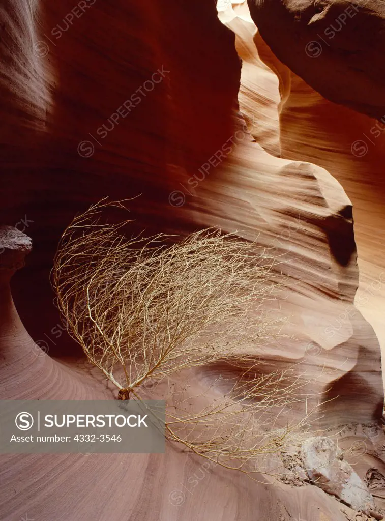 USA, Arizona, Colorado Plateau, Tumbleweed resting in eerie alcove deep within slickrock slot canyon
