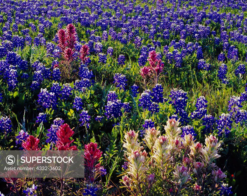 USA, Texas, Hill County, Meadow with Texas Bluebonnet ( Lupinus texensis ) and Prairie Indian Paintbrush ( Castilleja purpurea )