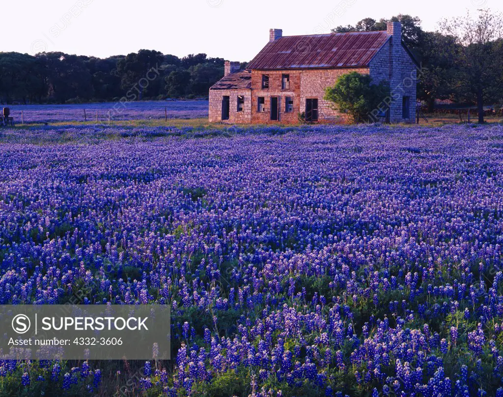 USA, Texas, Burnet County, Field of Texas bluebonnets ( Lupinus texensis ) and stone house between Burnet and Marble Falls