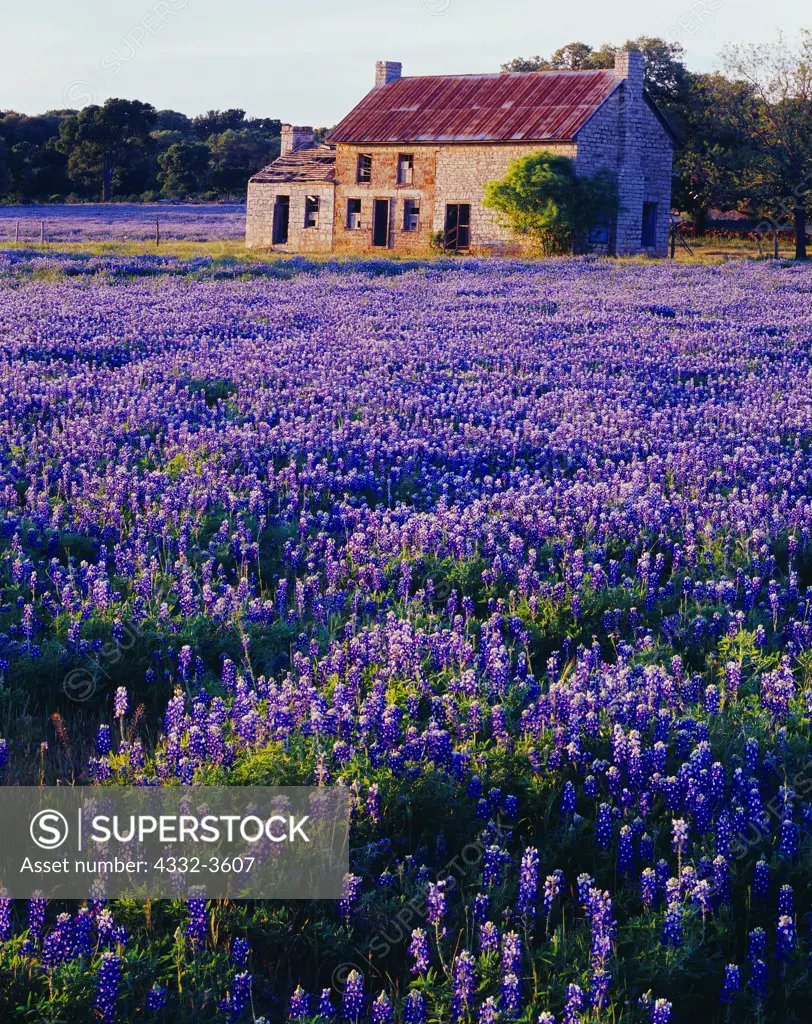 USA, Texas, Burnet County, Field of Texas bluebonnets ( Lupinus texensis ) and stone house between Burnet and Marble Falls