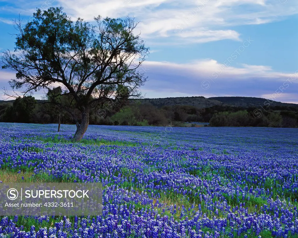 USA, Texas, Gillespie County, Field of Texas Bluebonnets ( Lupinus texensis )