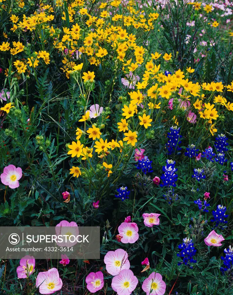 USA, Texas, Fayette County, Engelmann's Daisy ( Engelmannia pinnatifida ) Texas Bluebonnet ( Lupinus texensis ) and Pink Evening Primrose ( Oenothera speciosa ) blooming south of Rutersville