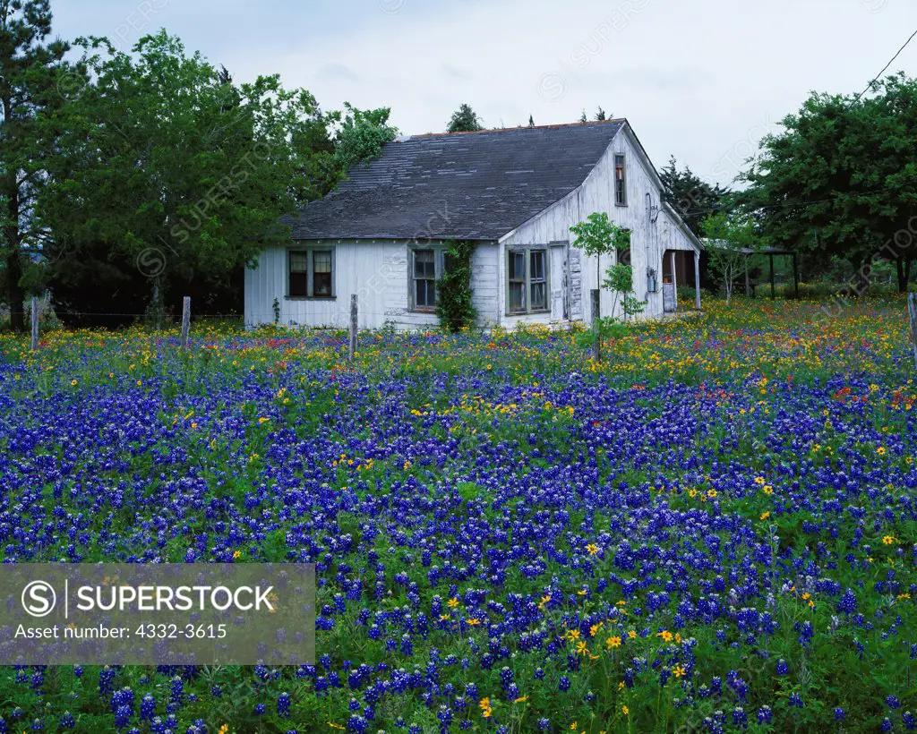 USA, Texas, Abandoned house with field of Texas Bluebonnets ( Lupinus texensis ) and Texas Paintbrush ( Castillega indivisa ) between Rutersville and Fayetteville