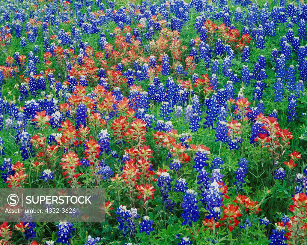 USA, Texas, Ellis County, Brett and Sonja Witt's Ranch, Hillside with Texas Bluebonnets ( Lupinus texensis) Texas Paintbrush (Castilleja indivisa)