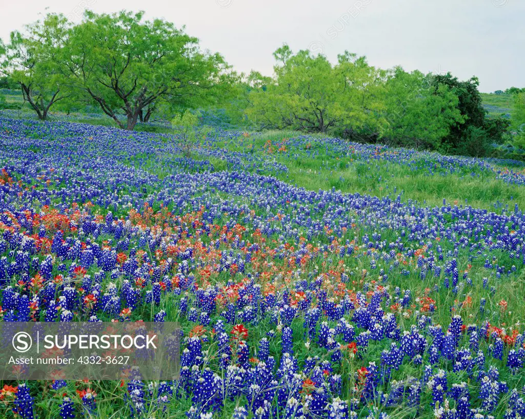 USA, Texas, Spring bloom of Texas Bluebonnets (Lupinus texensis), and Texas Paintbrush (Castilleja indivisa) and Honey Mesquite (Prosopis glandulosa)