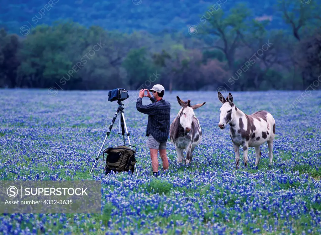 USA, Texas, Gillespie County, Photographer and pair of curious jennies or female donkeys in field of Texas Bluebonnets (Lupinus texensis)