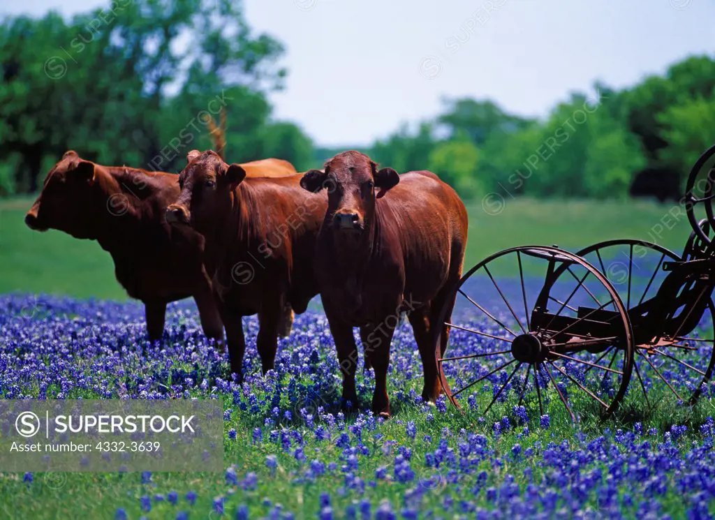 USA, Texas, Ellis Couny, Ennis, Cattle in field of Texas bluebonnets (Lupinus texensis) with antique grader, farm along Lake Bardwell Drive