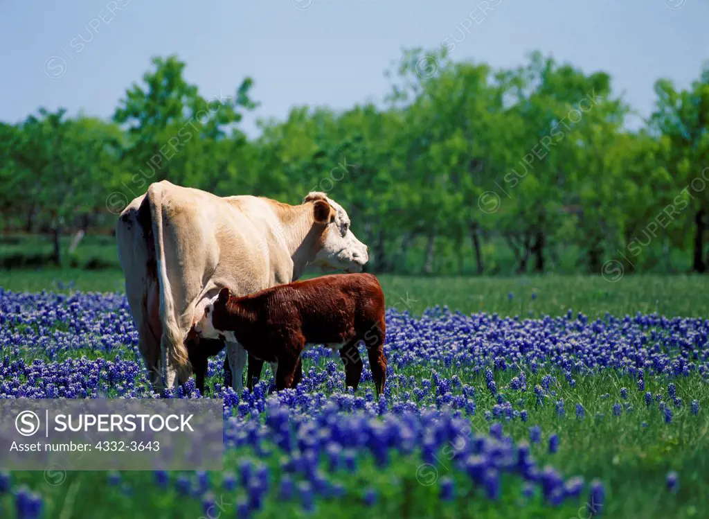 USA, Texas, Ellis County, Ennis, Cow with nursing calf in field of Texas bluebonnets (Lupinus texensis), farm along Lake Bardwell Drive