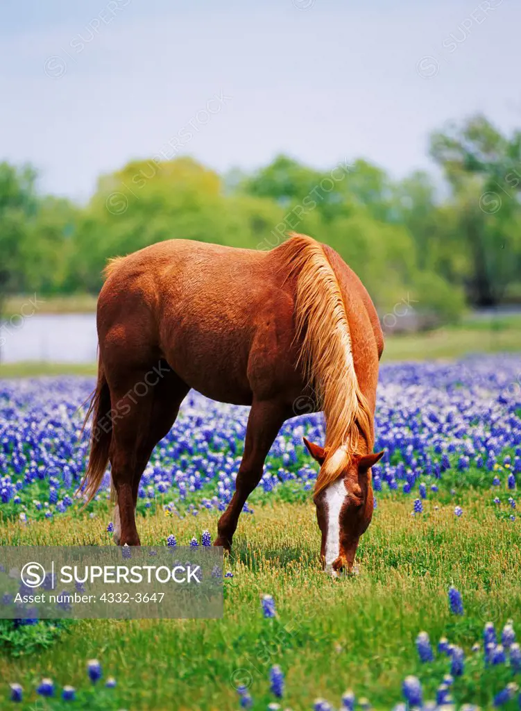 USA, Texas, Ellis County, Horse grazing in field with Texas Bluebonnets (Lupinus texensis) near Ennis