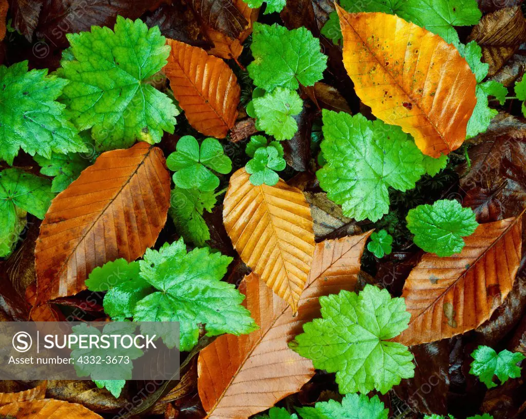 USA, Vermont, Green Mountain National Forest, Autumn leaves of American Beech (Fagus grandifolia), on forest floor near White River