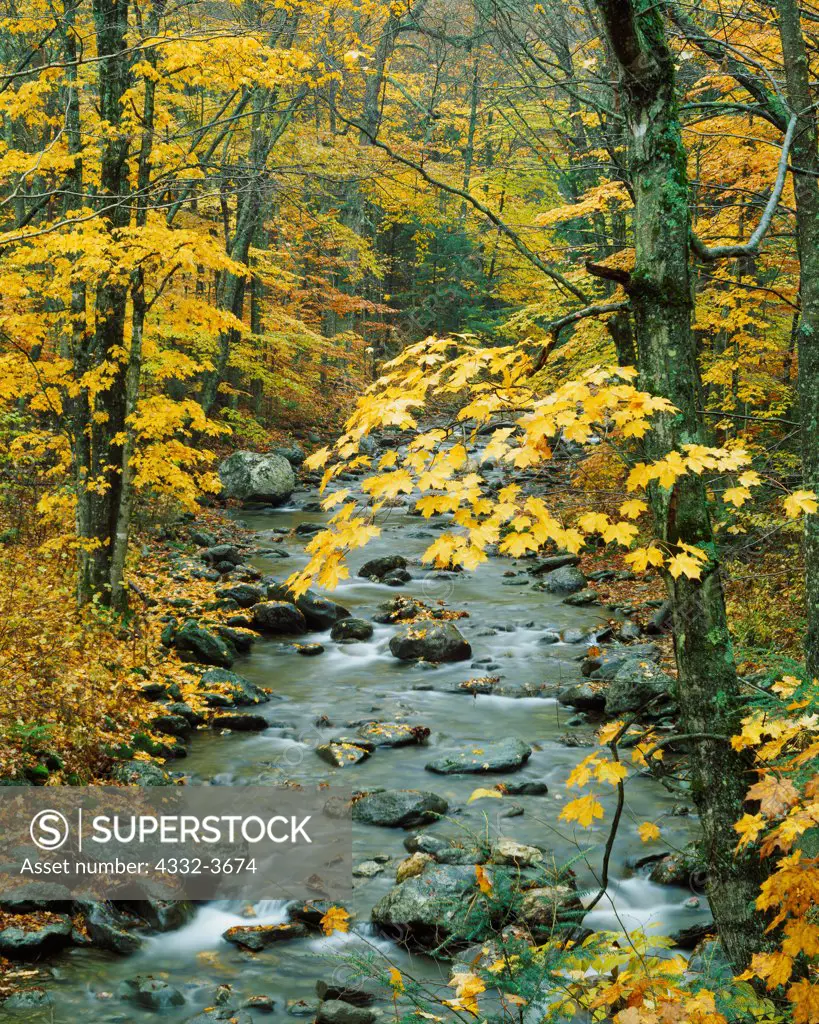 USA, Vermont, Green Mountain National Forest, Autumn colors of beech-maple forest along White River
