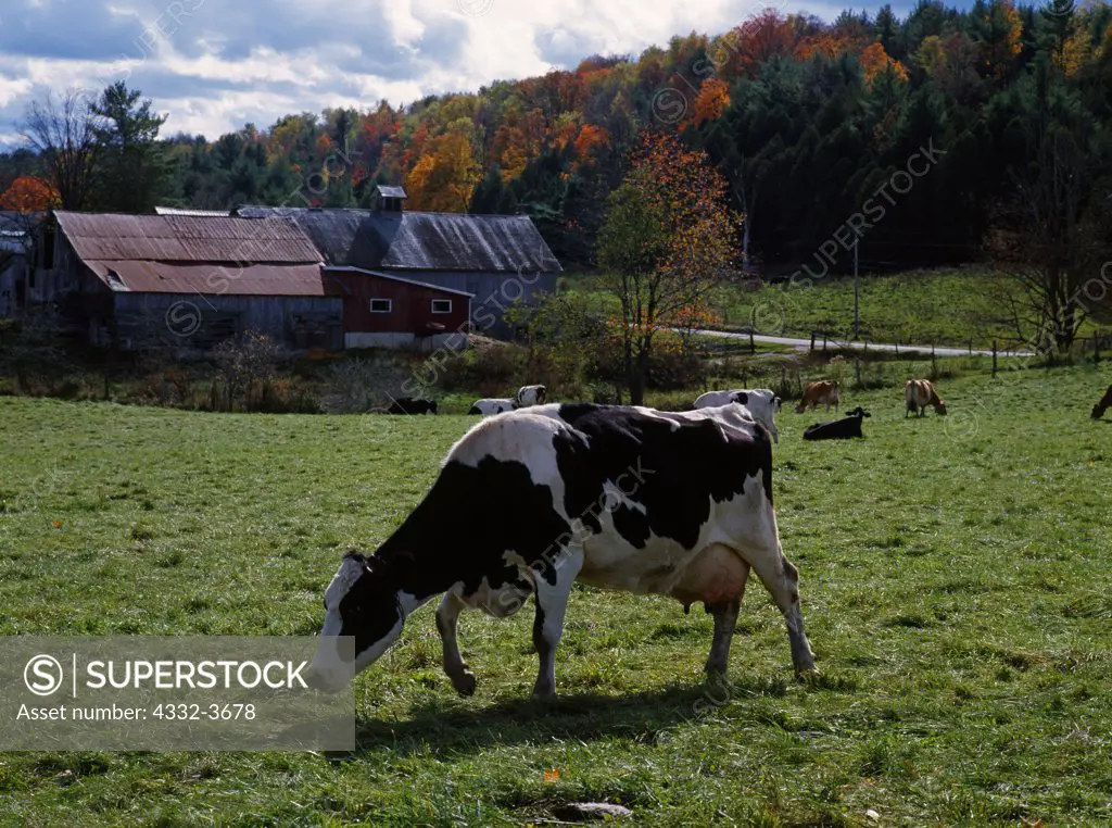 USA, Vermont, Florence, Holstein milk cow on Otter Meade Farm