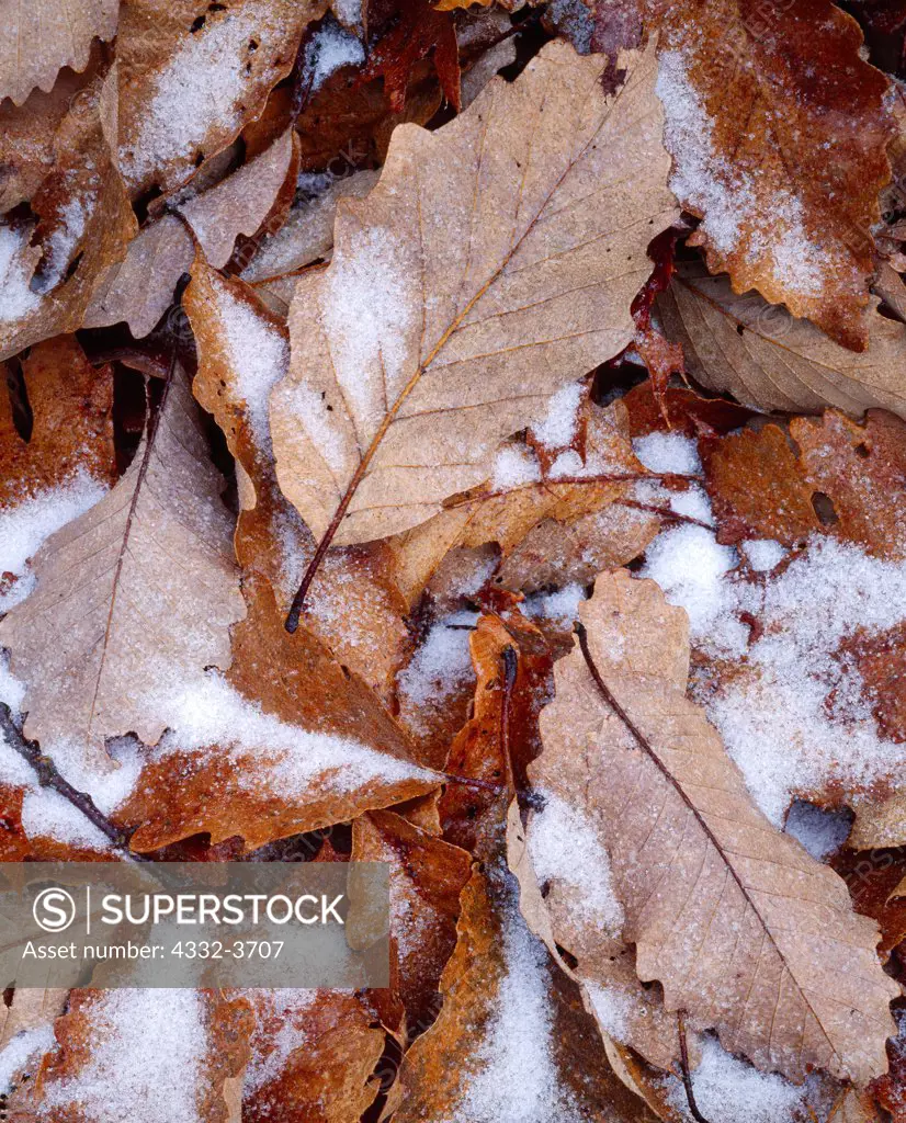 USA, West Virginia, Beartown State Park, Leaves of Chestnut Oak, Quercus prinus, with dusting of corn snow, eastern summit of Droop Mountain