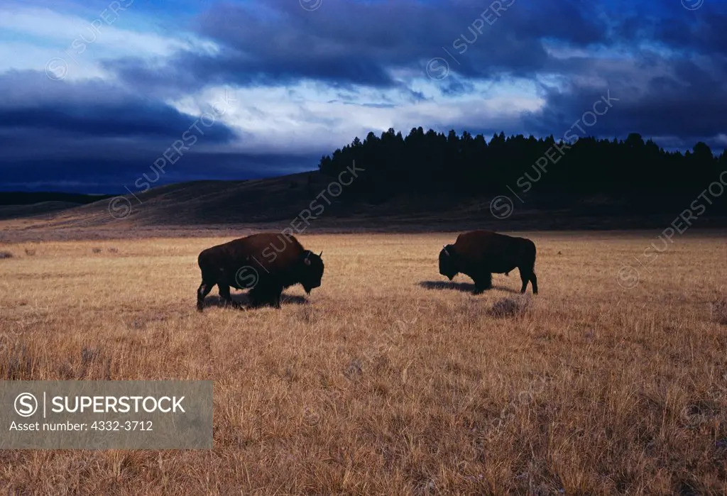 USA, Wyoming, Yellowstone National Park, Two Bison bulls in Hayden Valley following fall storm