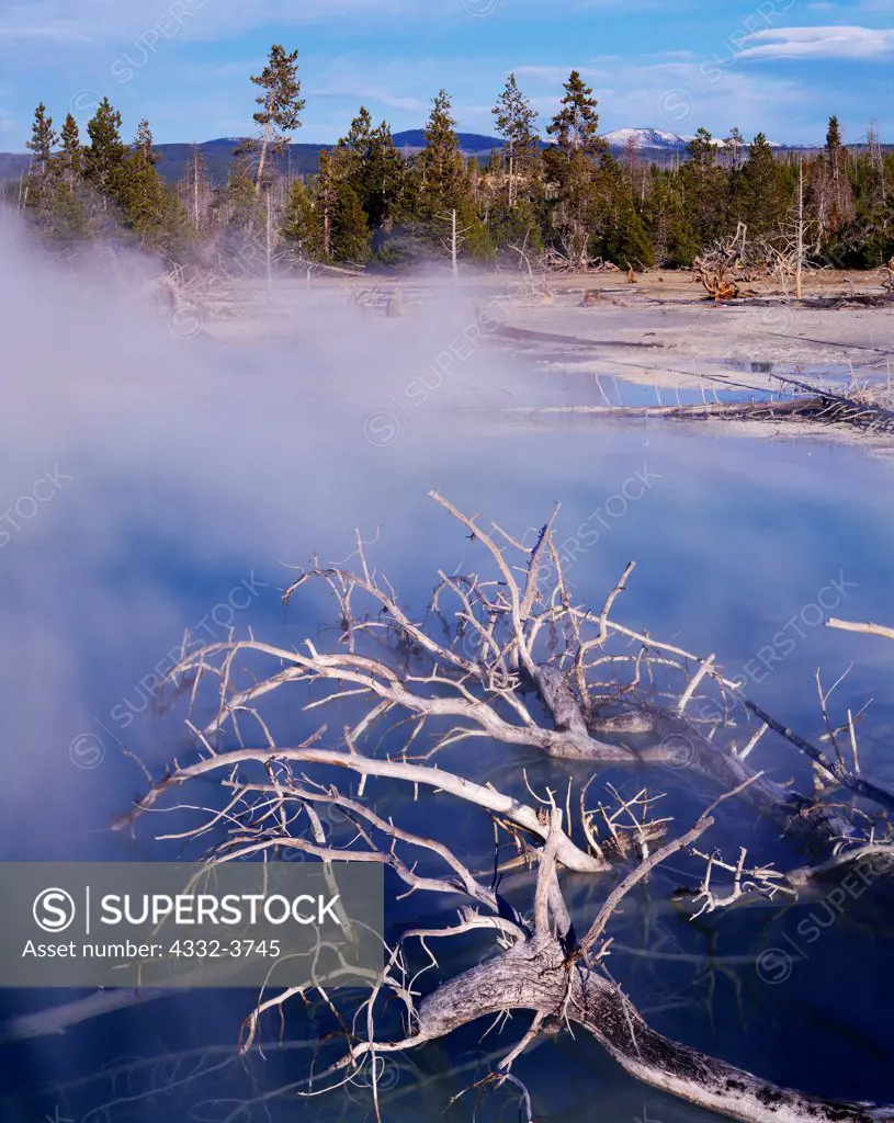 USA, Wyoming, Yellowstone National Park, Norris Geyser Basin, Skeleton lodgepole pines fallen in hot spring on One-Hundred-Springs Plain
