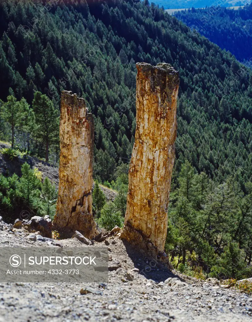 USA, Wyoming, Yellowstone National Park, Pair of standing petrified trees in fossil forest, Specimen Ridge, 50 to 55 million-year-old Absaroke Volcanics