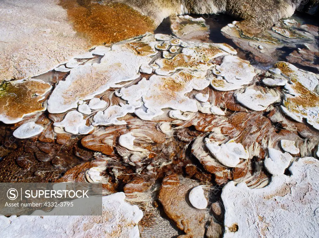 USA, Wyoming, Yellowstone National Park, Mammoth Hot Springs, Travertine deposits with thermophilic bacteria growing in hot water