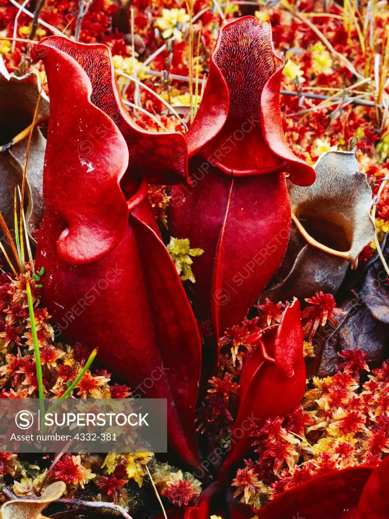 The red leaves of a pitcher plant (Sarracenia pururea), here in a sphagnum bog, are shaped like a funnel, and have hairs within the tube-like structure that do not allow insects to climb out.  Duck Pond Bog, Adirondack Park, New York.