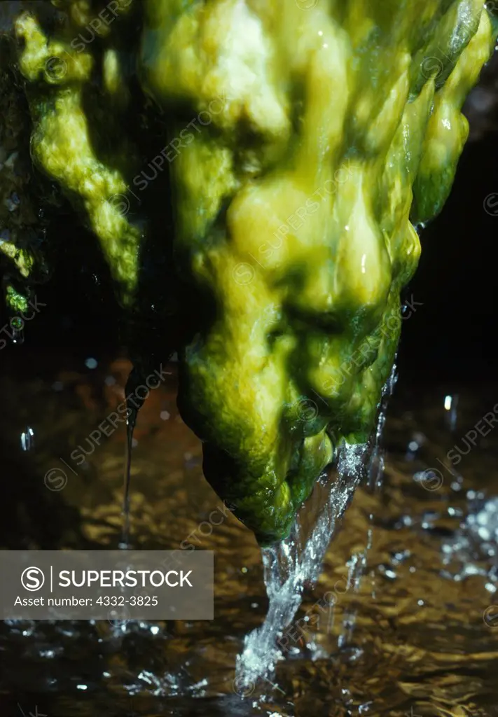USA, Wyoming, Yellowstone National Park, Lower Geyser Basin, Geyserite'stalactite' covered with algae, Steep Cone, Sentinel Meadows