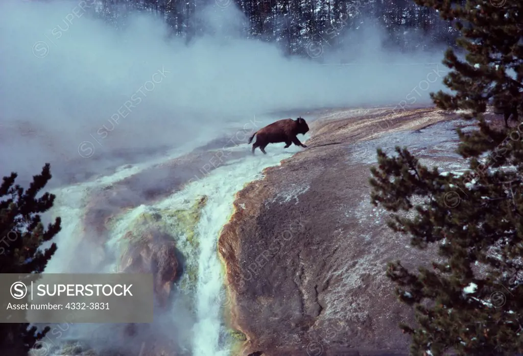 USA, Wyoming, Yellowstone National Park, Midway Geyser Basin, Bison jumping across Excelsior Geyser's runoff channel