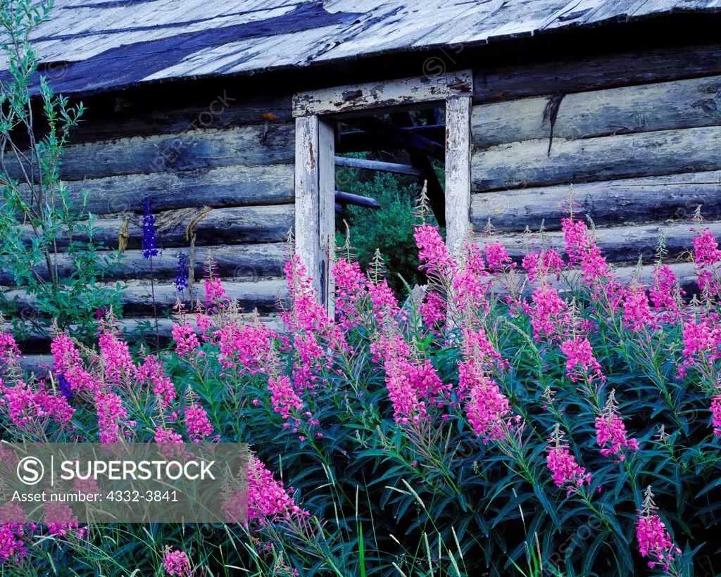 Canada, Yukon Territory, Carcross, Summer bloom of fireweed by abandoned historic log cabin near Nares River and Lake Bennett