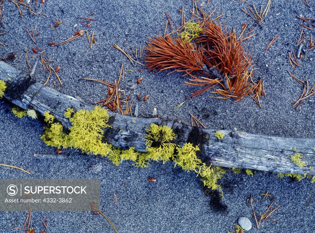 USA, Wyoming, Yellowstone National Park, Wolf lichen, old man's beard lichen, and lodgepole pine needles, volcanic sand on shore of Yellowstone Lake