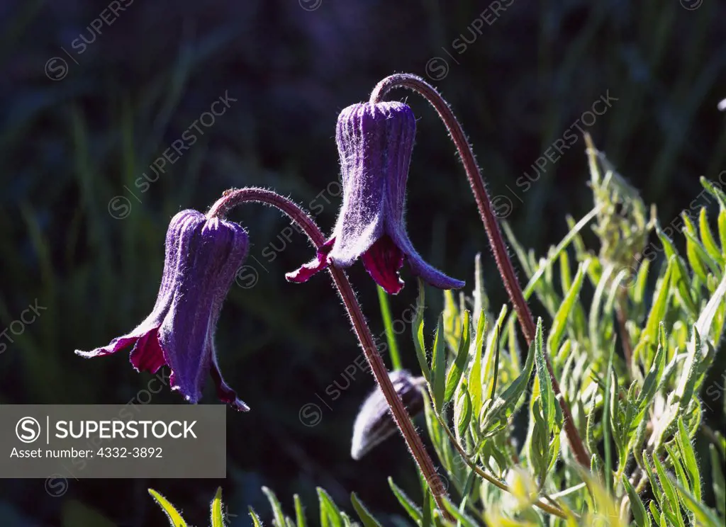 USA, Wyoming, Yellowstone National Park, Hairy Clematis or Sugarbowl (Clematis hirsutissima) blooming on slope of Mount Washburn above Antelope Creek