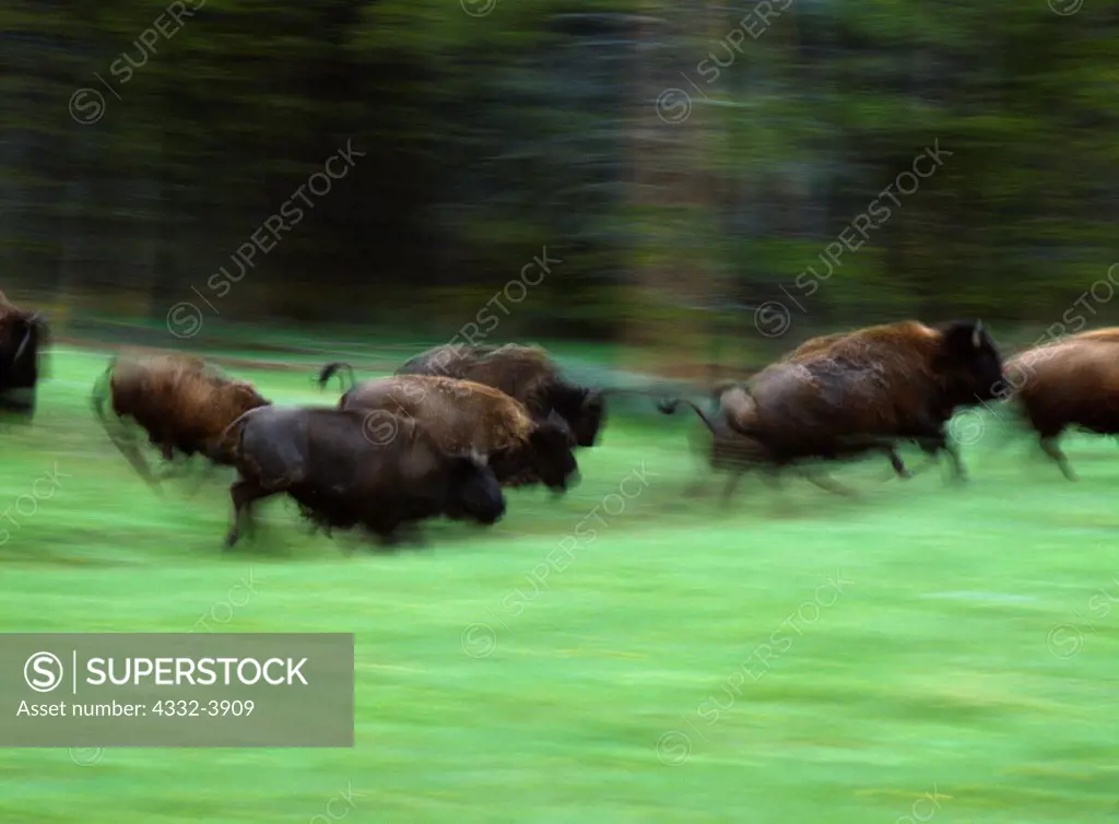 USA, Wyoming, Yellowstone National Park, Hayden Valley, Stampeding herd of Bison