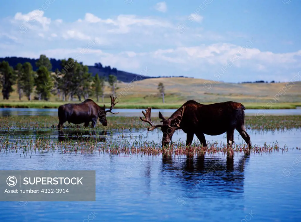 USA, Wyoming, Yellowstone National Park, Hayden Valley, Two bull moose feeding in the Yellowstone River