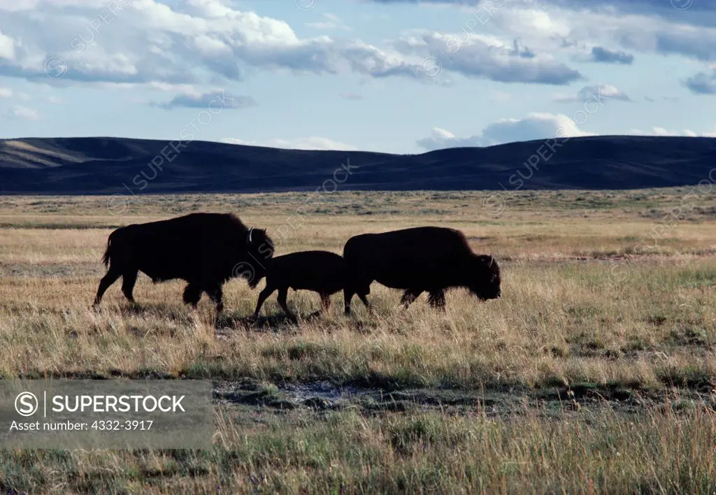 USA, Wyoming, Yellowstone National Park, Hayden Valley, Bull, calf and cow Bison