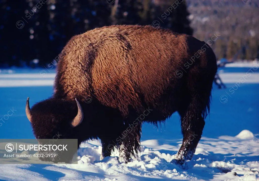 USA, Wyoming, Yellowstone National Park, Winter view of Bison Bull grazing in Biscuit Basin
