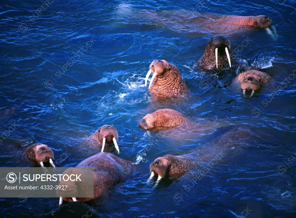 USA, Alaska, Bering Sea, Walrus Island State Game Sanctuary, Bull walruses (Odobenus rosmarus) swimming and cavorting in Bering Sea adjacent to Round Island