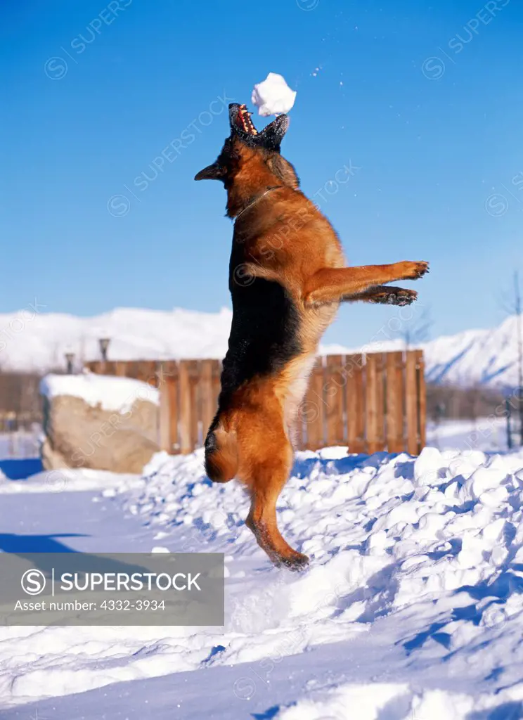 German Shepherd Dog catching snowball