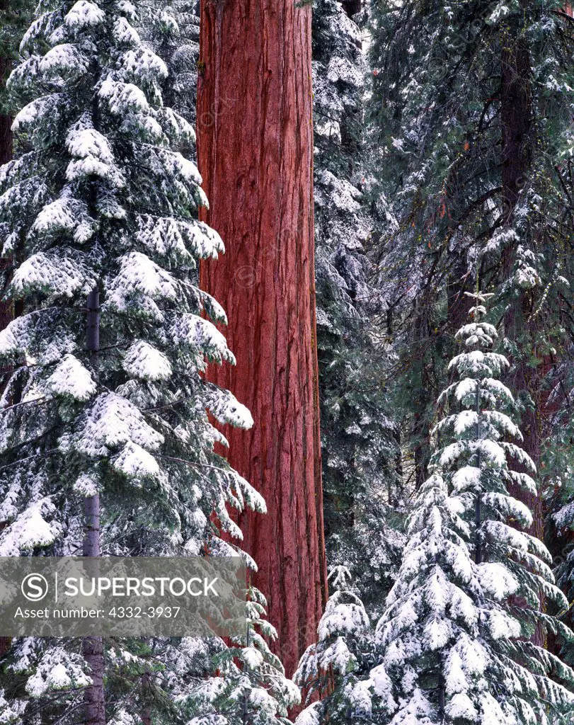 USA, California, Kings Canyon National Park, Grant Grove, Snow in forest of Giant sequoias (Sequoia gigantea)