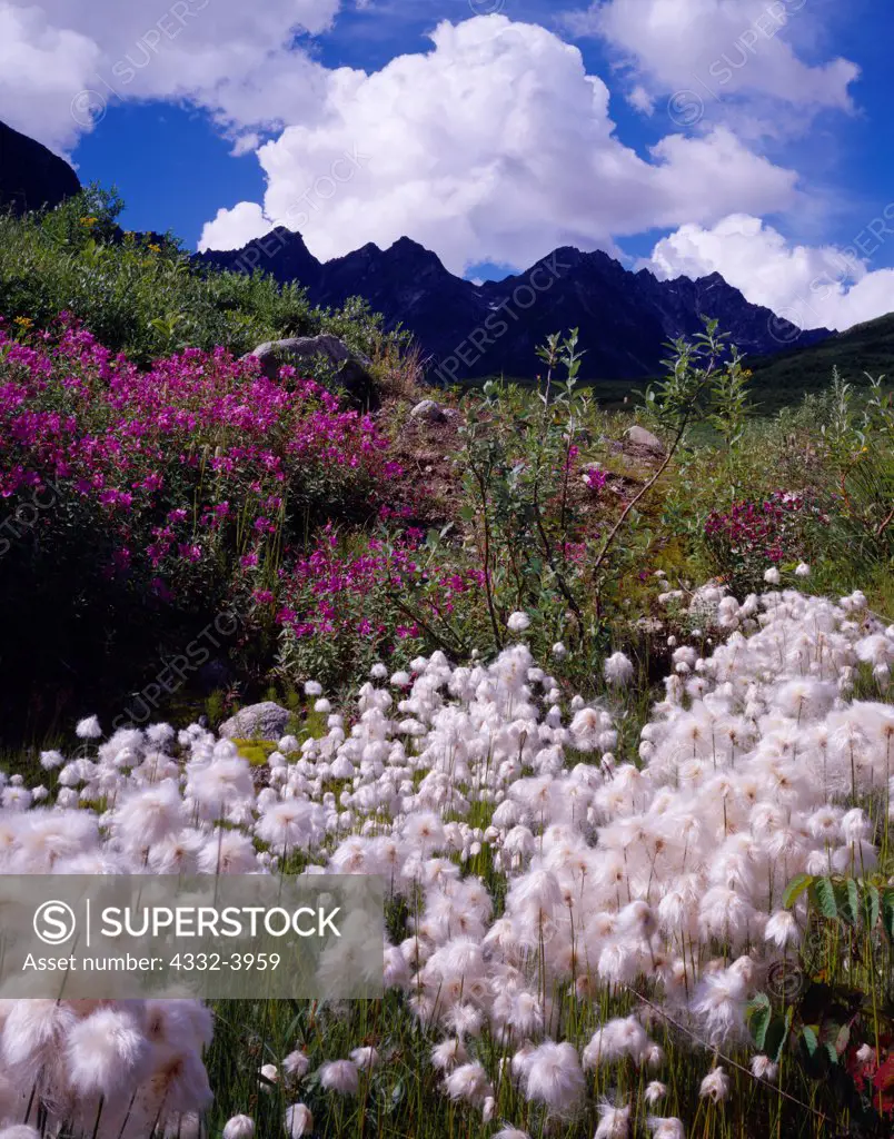 Arctic Cotton Grass, Eriophorum scheuchzeri, and Dwarf Fireweed, Epilobium latifolium, blooming in the valley of Archangel Creek, Talkeetna Mountains, Alaska.