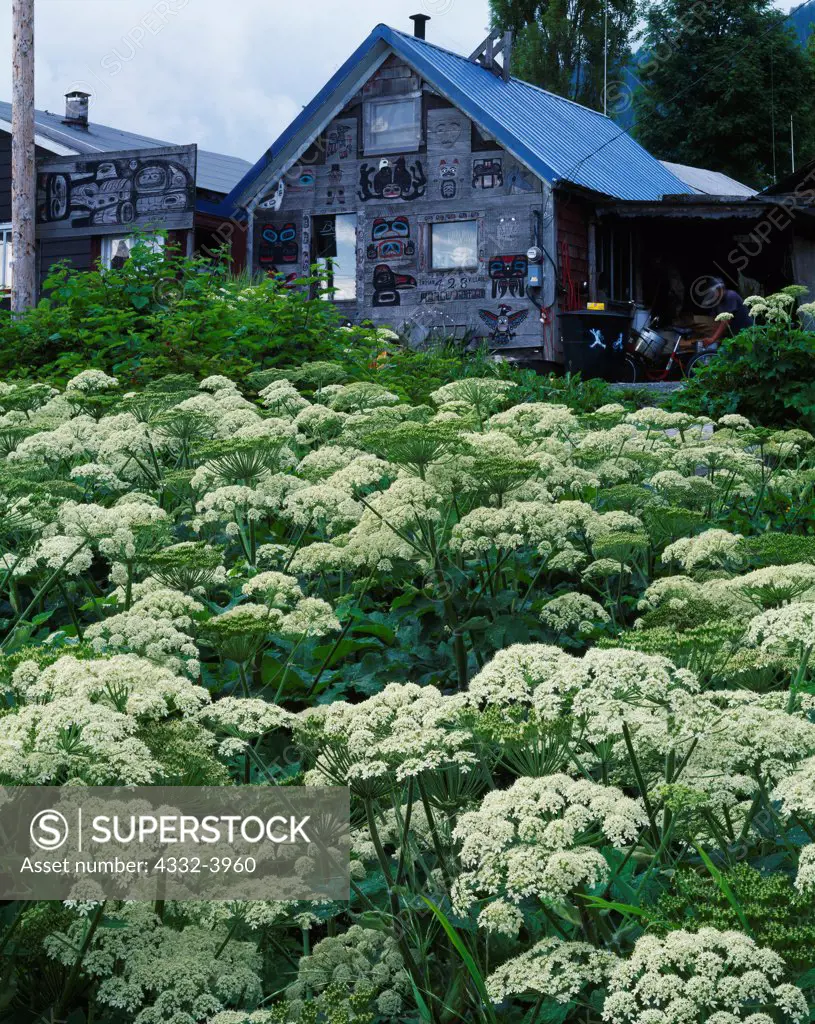 Summer bloom of cow parsnip, Heracleum lanatum, and Tlingit carvings on front of Boyd's House, Kaacwaantaan, Indian Village, Sitka, Alaska.  Please Note: Use of this photo requires an extra licensing fee to be paid to owner of the house.  Contact Fred Hirschmann for information.