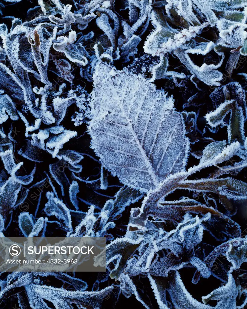 Frosted alder leaf and kelp along the shore of Auke Bay, Tongass National Forest north of Juneau, Alaska.