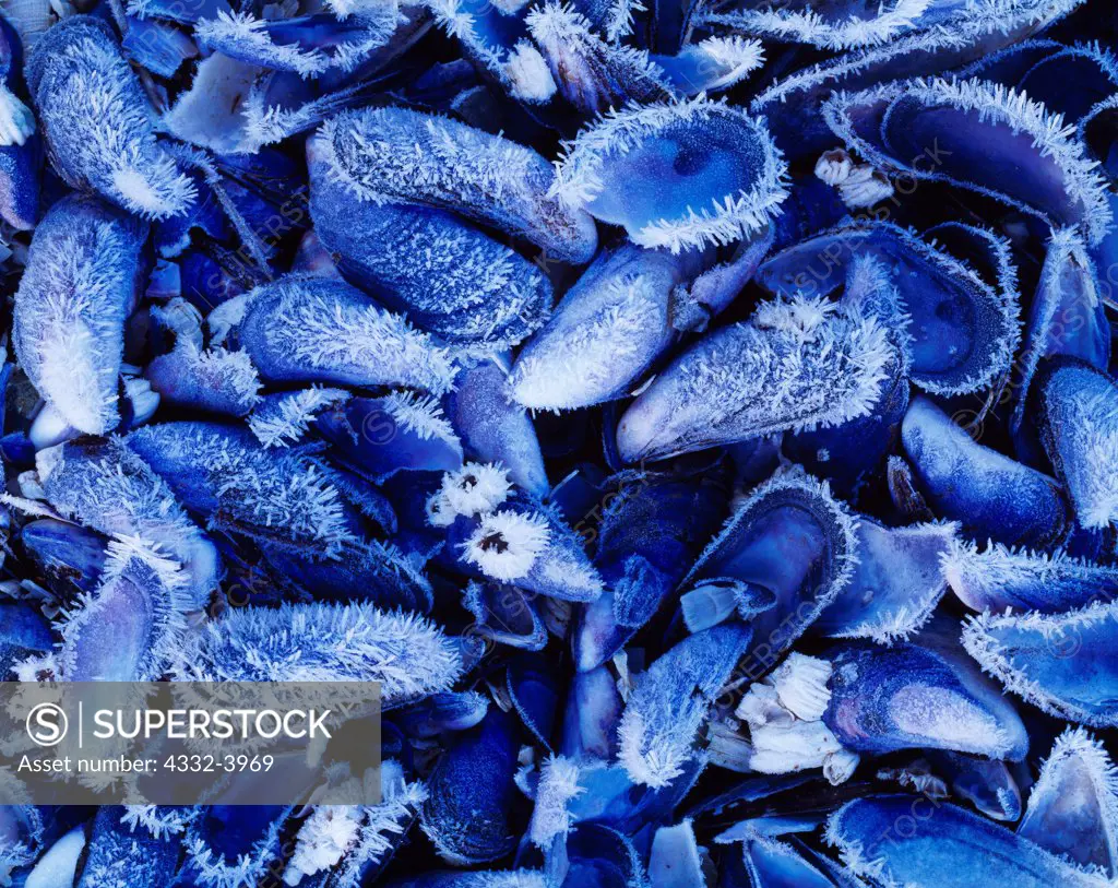 Hoar frost coating blue bay mussels and barnacles along the shore of Auke Bay, Tongass National Forest north of Juneau, Alaska.
