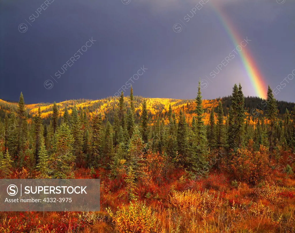 Autumn rainbow above boreal forest of white spruce, birch and willow covering hills north of the Alaska Highway and east of Northway, Alaska.