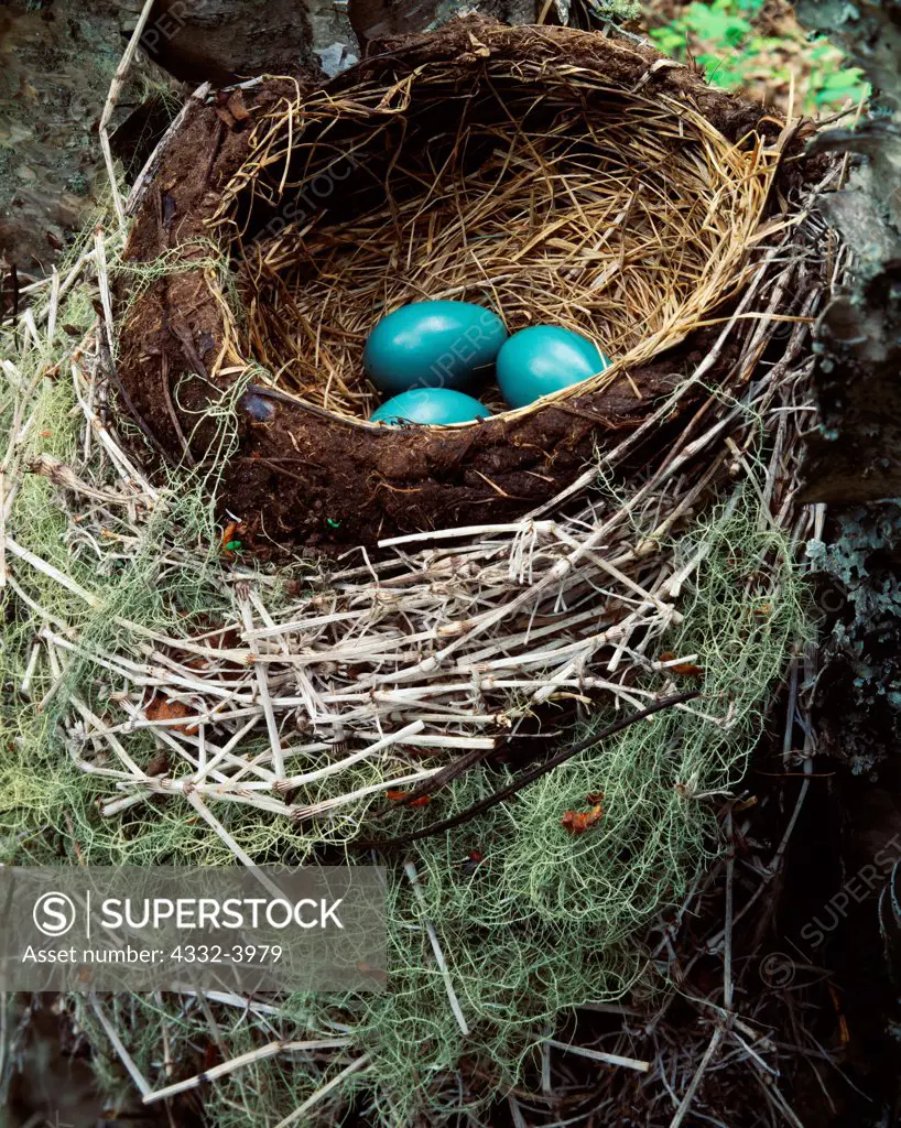 Nest of American Robin, Turdus migratorius, with turquoise blue eggs, boreal forest along Cottonwood Creek, Matanuska Valley, Alaska.