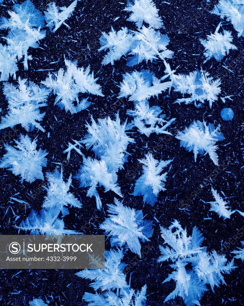 Frost rosettes on ice of Sawmill Creek, Susitna Valley, Alaska.