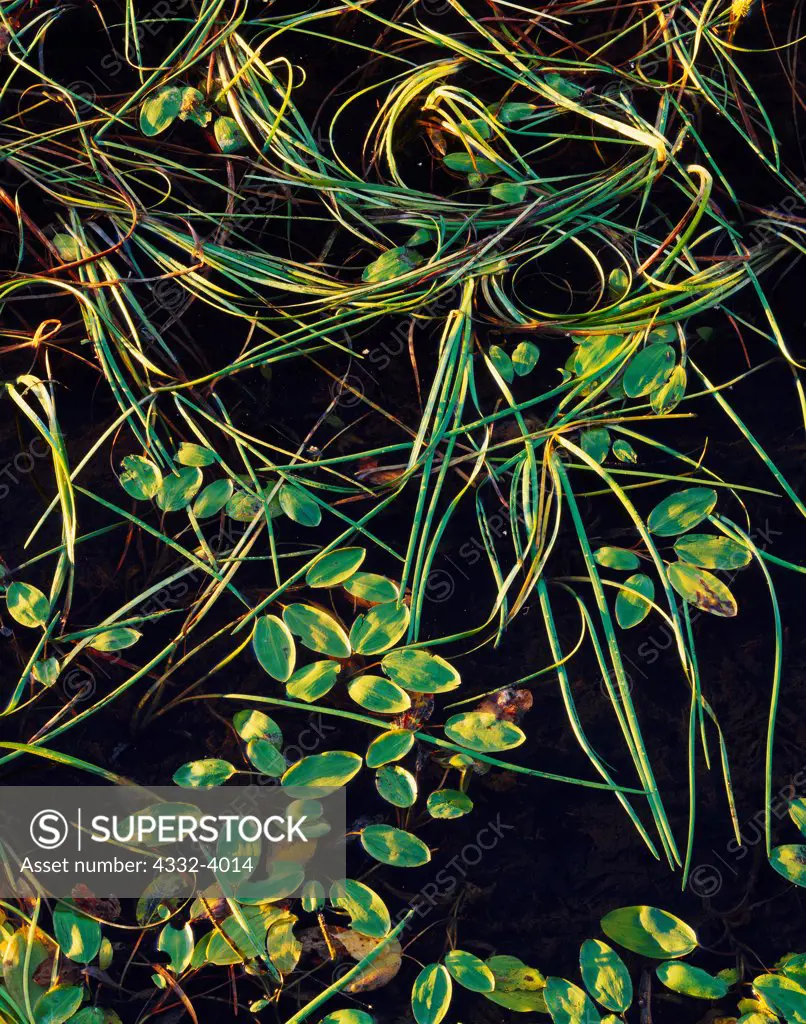 Pattern of bur reed, Sparganium angustifolium, and pondweed, Potamogeton nutans, leaves floating on surface of East Papoose Lake, Susitna Valley, Alaska.