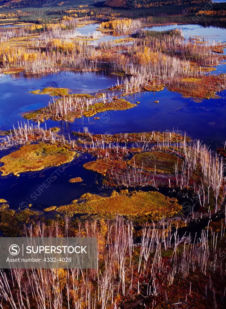 Aerial view of flooded birch snags from land subsidence caused by global warming melting permafrost, Healy Lake east of Delta Junction, Alaska