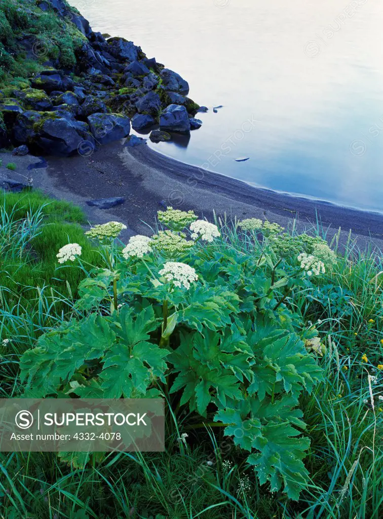 Cow Parsnip, Heracleum lanatum, growing along the shore of Surpise Lake, Aniakchak Caldera, Aniakchak National Monument, Alaska.