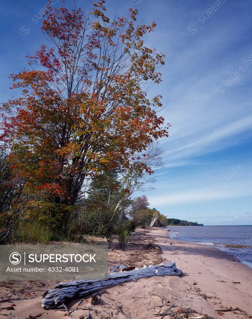 Sugar maples and paper birches leaning over the shore of Lake Superior, Sand Bay, Apostle Islands National Lakeshore, Wisconsin.